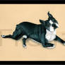 Boston Terrier