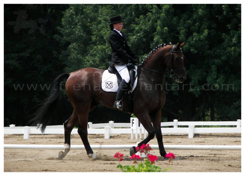 Dressage