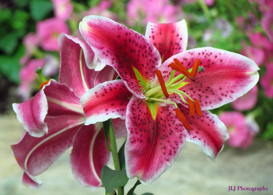 Japanese Lilies by UvGirl on DeviantArt
