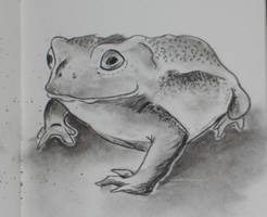 Toad 2