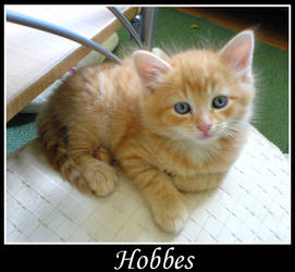 Hobbes - original