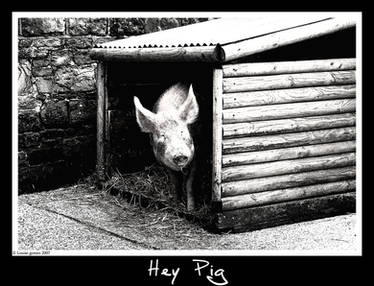 Hey Pig