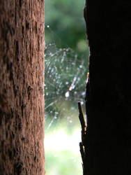 Spider's handwork