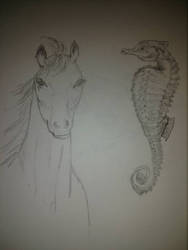 horse  seahorse