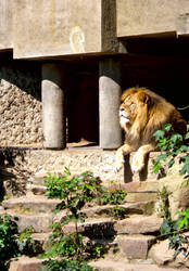 Lion at Amsterdam Zoo