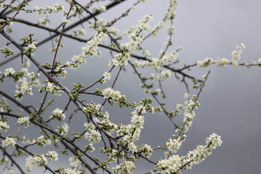 March Showers and Spring Flowers