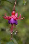 FlowerHead by tupilak