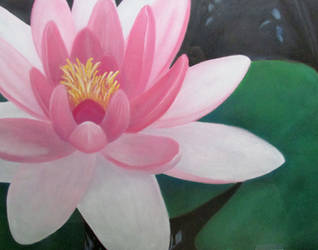 Water Lily