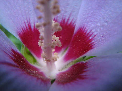 Close flower