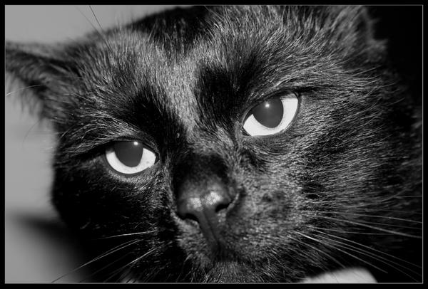 Big Fat Black Cat By Prieangis On Deviantart