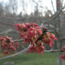 Red Maple in Bloom III