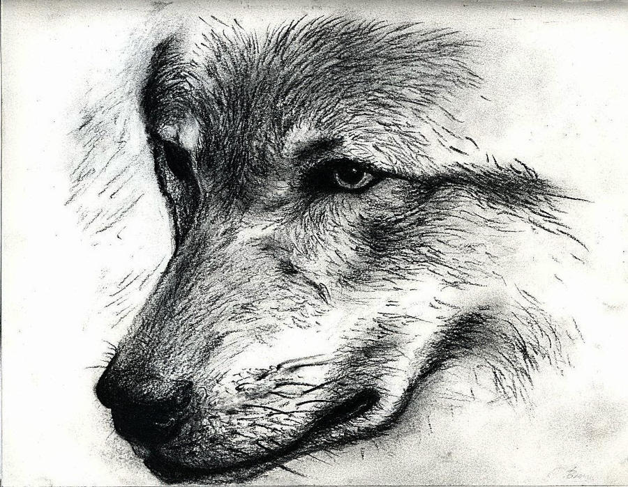 Wolf Portrait By TheBury On DeviantArt wolf-portrait-by-thebury-on-deviantart