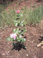 A bulgarian rose