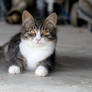 kitty under a tractor