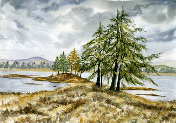 Northern Firs