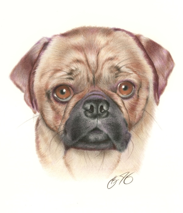 Pug Commission