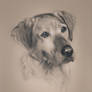 Realistic Dog Drawing