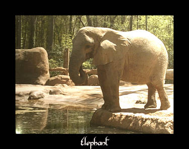 Elephant