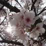 close up of Sakura blossom