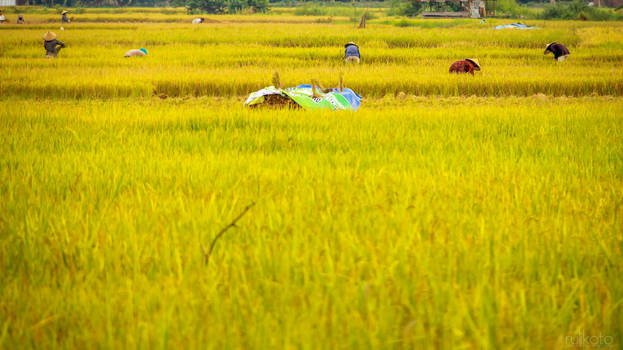 Harvest