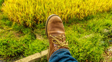 One fine day by the paddy field