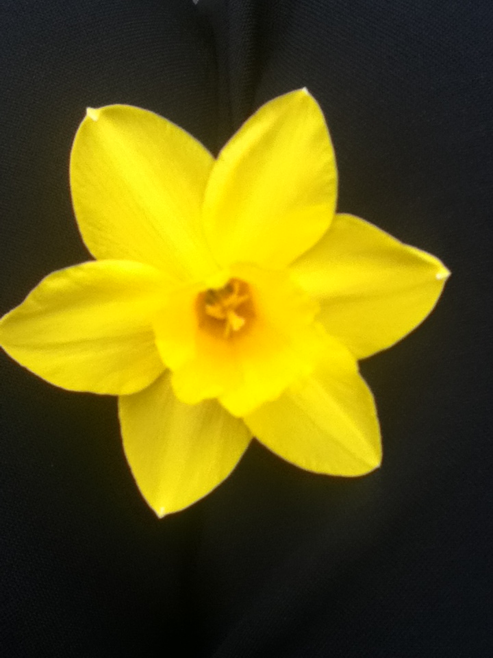 yellow flower