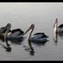 Pelicans