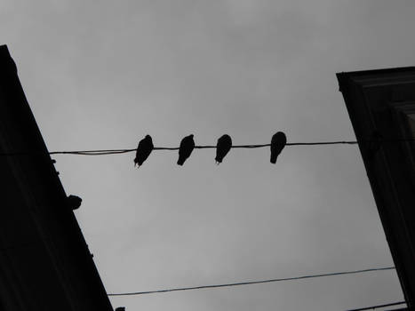 Pigeons before the rain