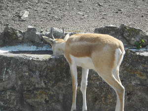 Gazelles... Gazelles Everywhere!