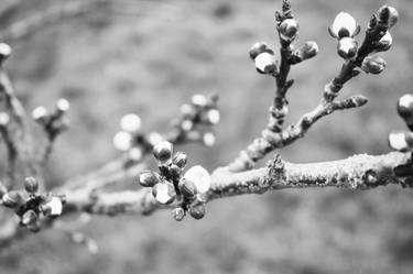 black and white tree