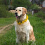 In Dandelion Collar