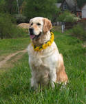 In Dandelion Collar by DeingeL