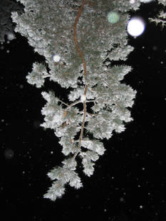 snow-covered branch