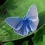 Blue moth