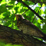 Turdus pilaris II