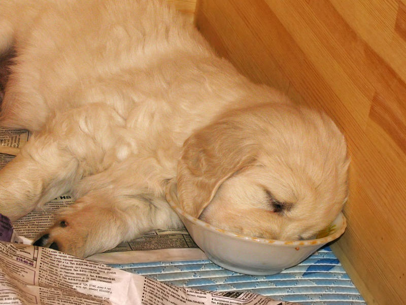 Sweet Sleep by DeingeL