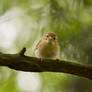 Little smiling bird