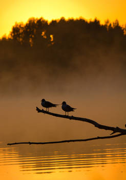 Gulls Meeting Sunrise