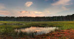 Beauty of the bog by DeingeL