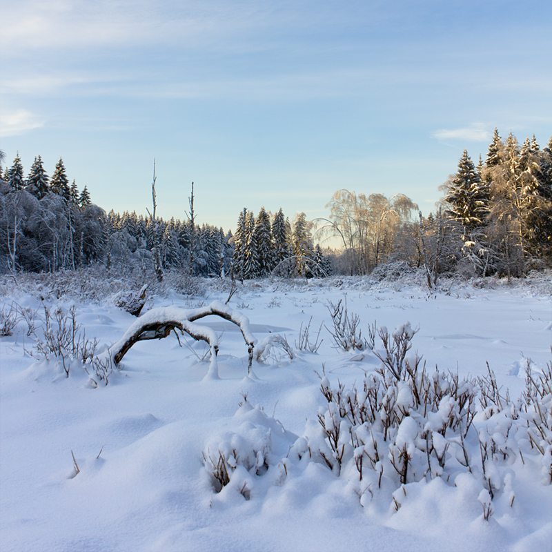 Frozen Bog