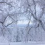 Snow-White Trees