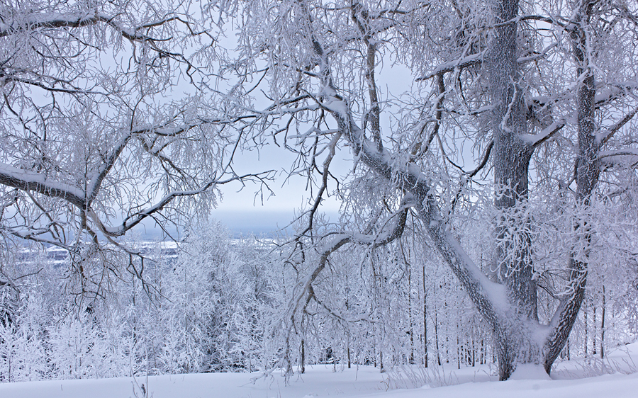 Snow-White Trees