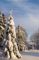 Natural Christmas Tree