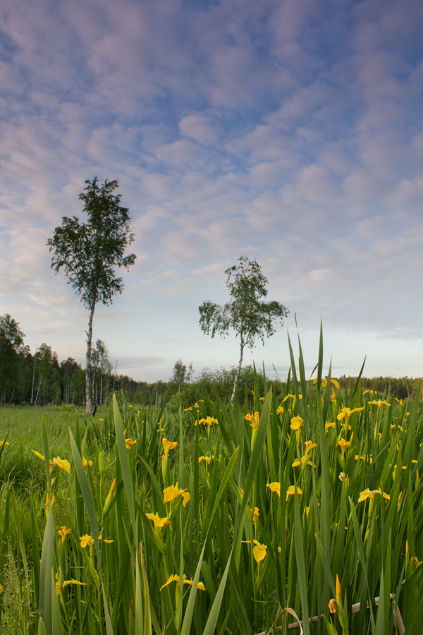 Wild Yellow Irises