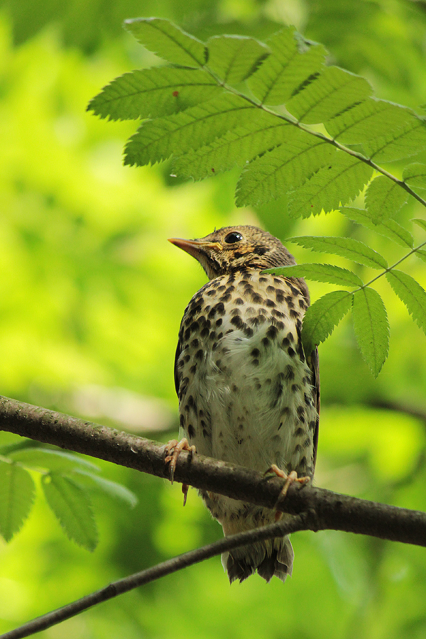 Young Fieldfare