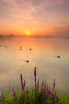 Morning Visitors by DeingeL