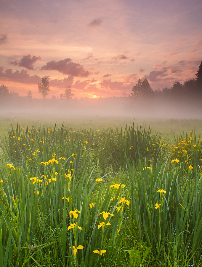 Morning Harmony