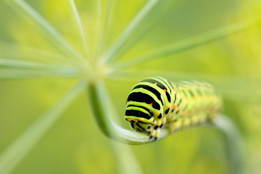 Papilio