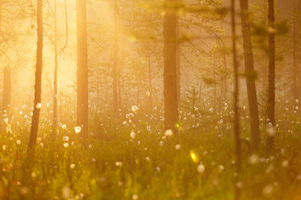 Golden Forest