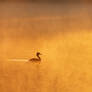 Great Crested Grebe